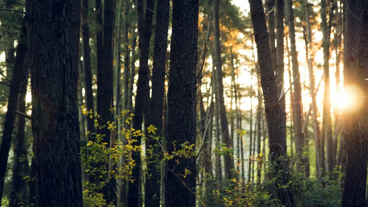 environment-1